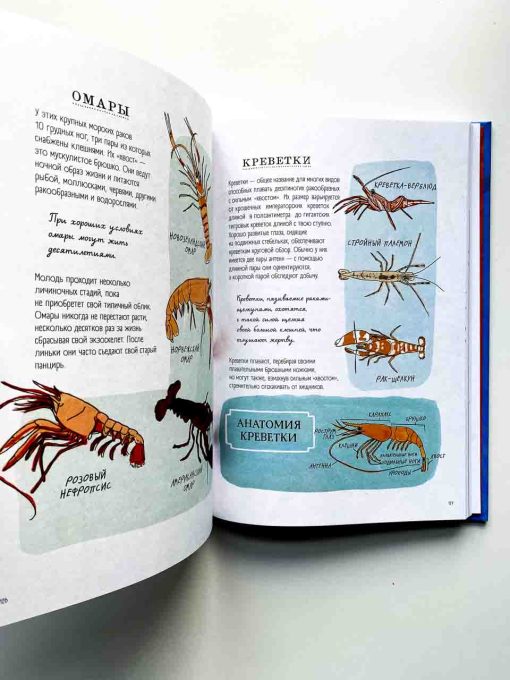 Анатомия океана. Занимательные детали жизни подводного мира - Image 3