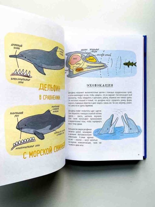 Анатомия океана. Занимательные детали жизни подводного мира - Image 9