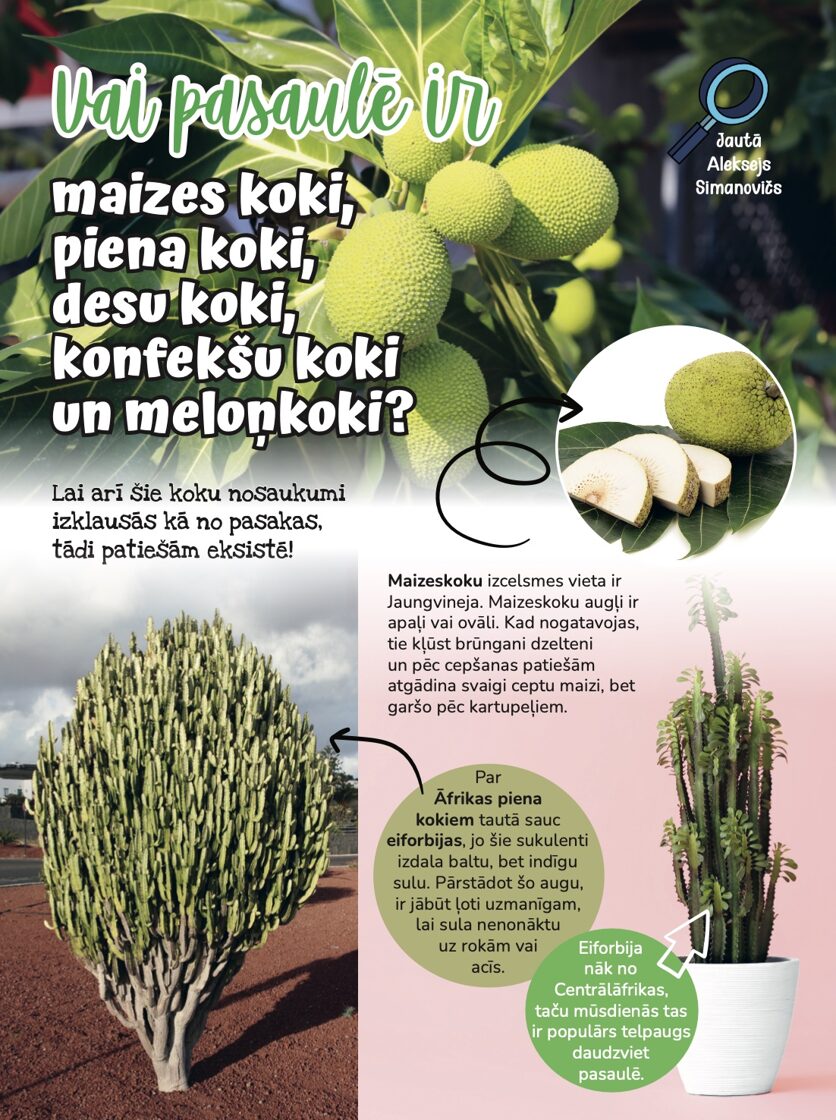 Žurnāls Baltais valis Nr.25 - Image 2