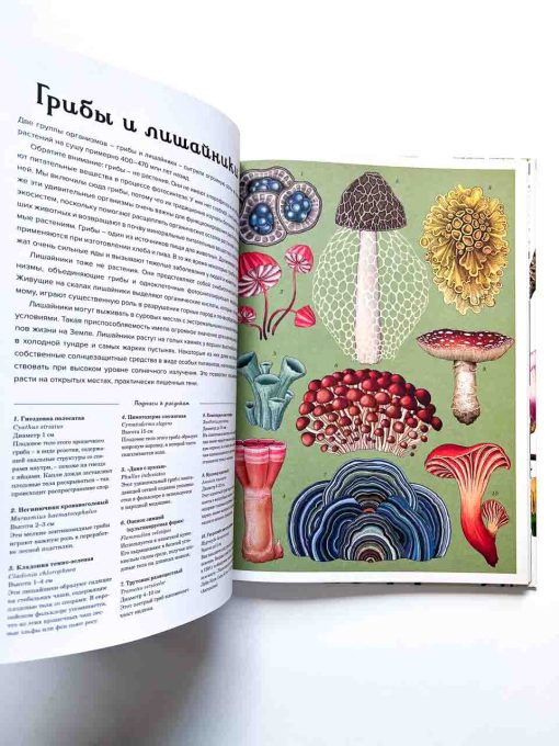 Ботаникум - Image 10