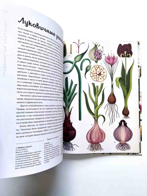 Ботаникум - Image 6
