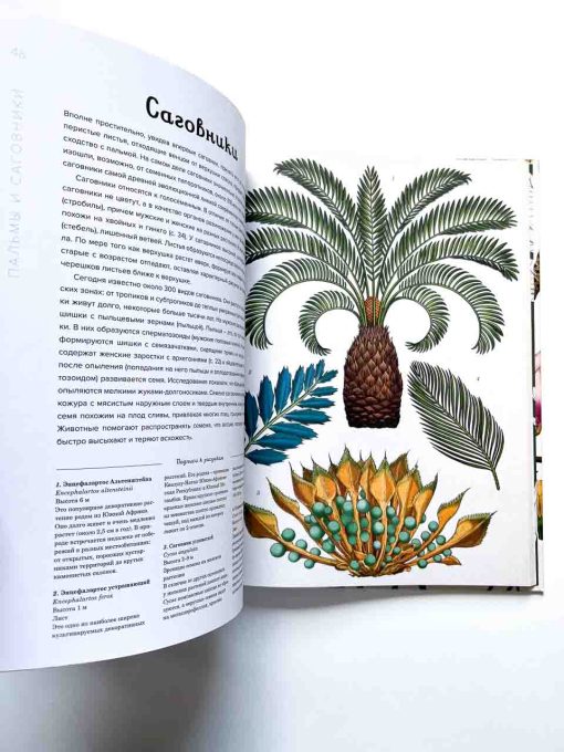 Ботаникум - Image 7