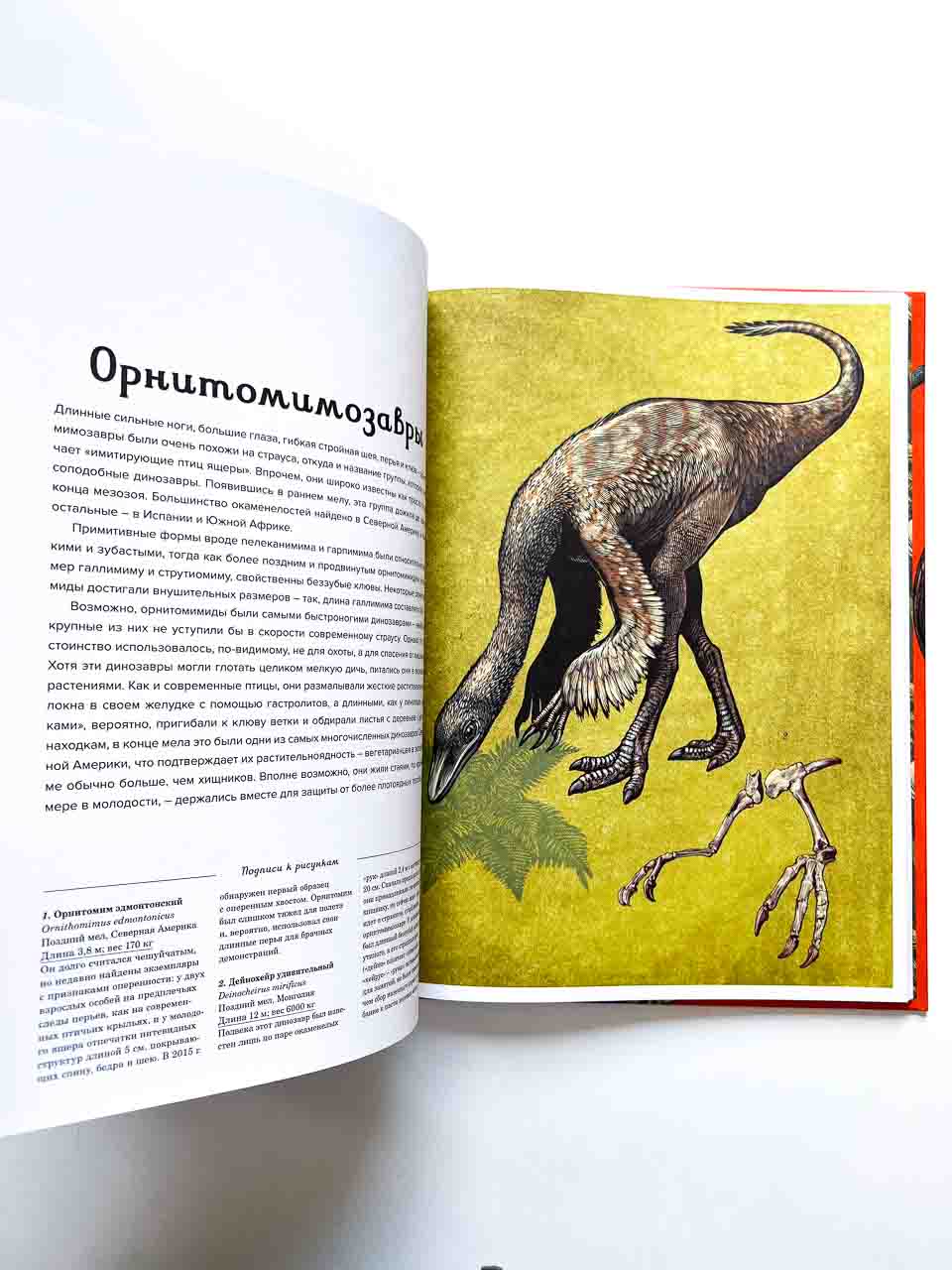 Динозавриум - Image 6