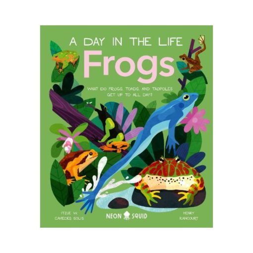 Frogs (A Day in the Life): What Do Frogs, Toads, and Tadpoles Get Up to All Day? (Hardback)