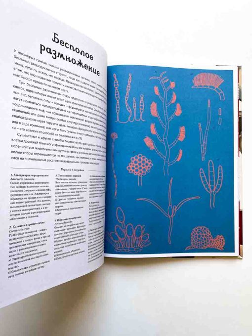 Грибы - Image 5
