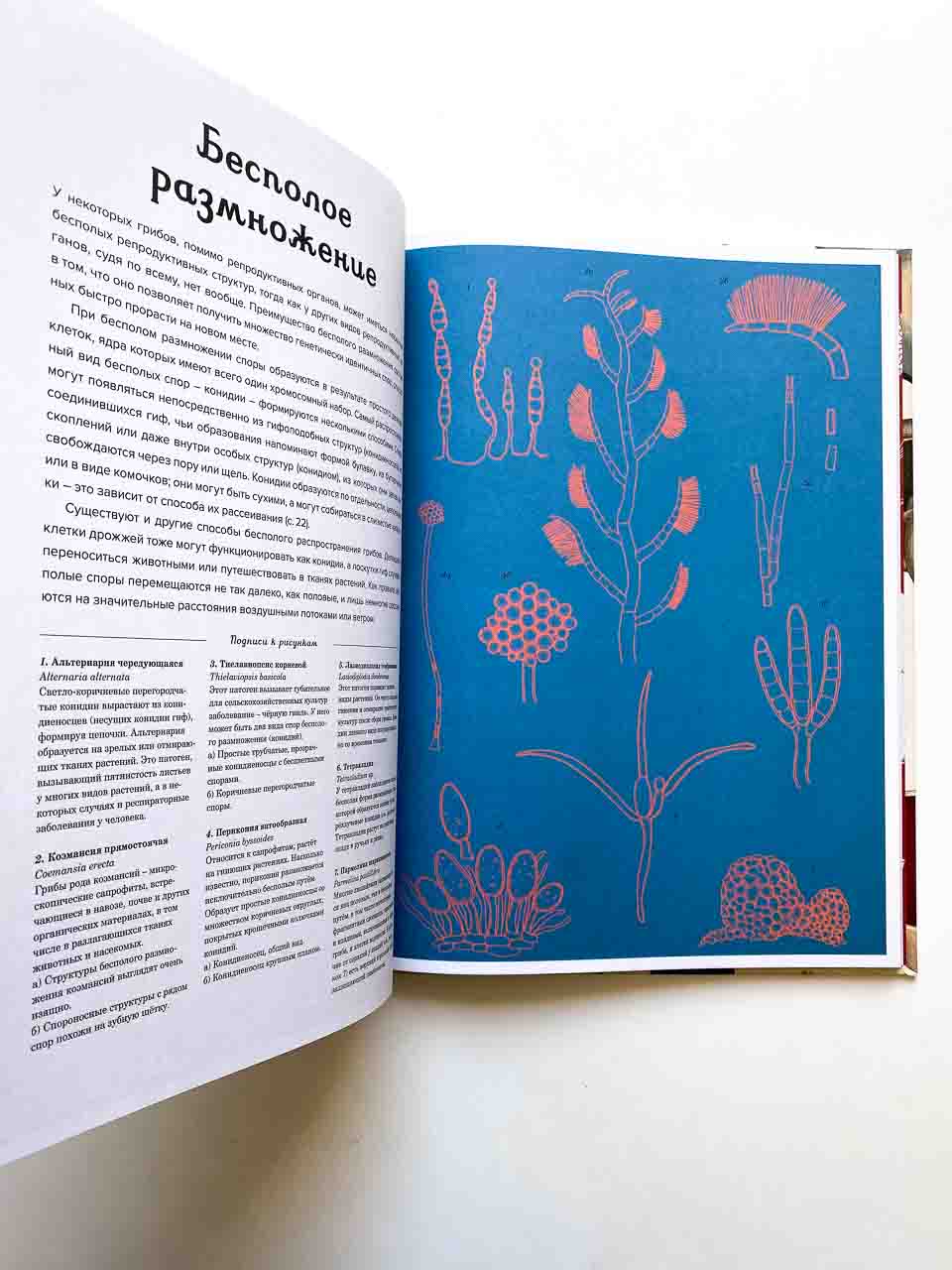 Грибы - Image 5