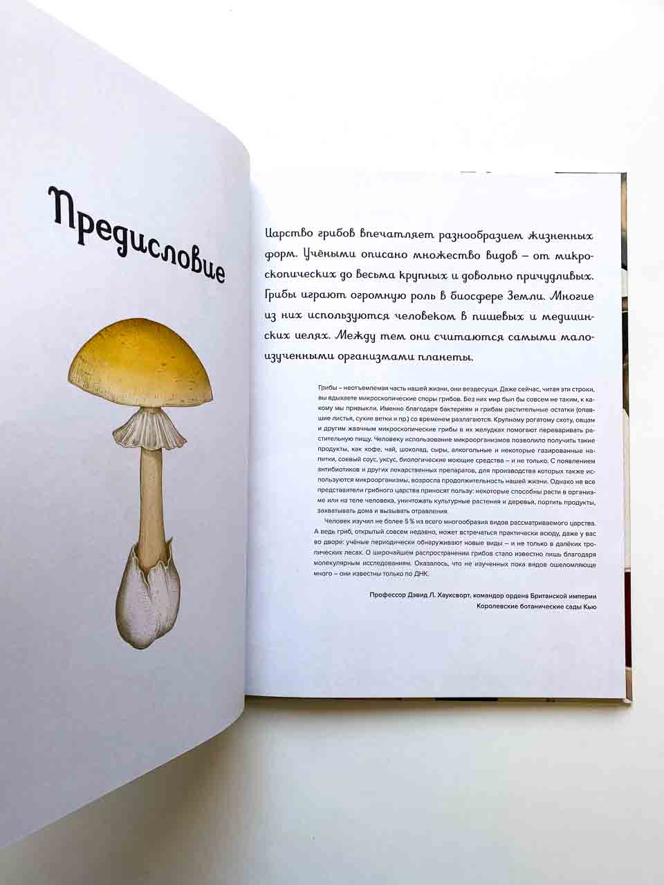 Грибы - Image 3