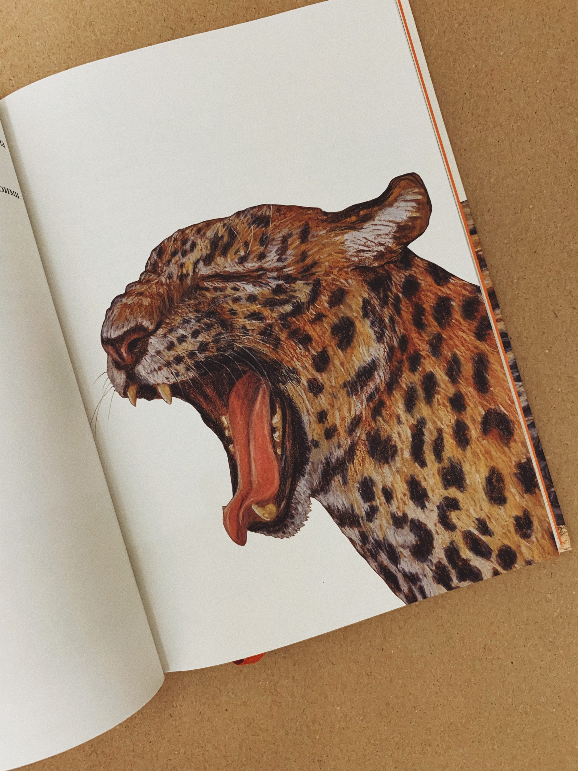 Риго и Роза. 28 историй из жизни животных в зоопарке - Image 3