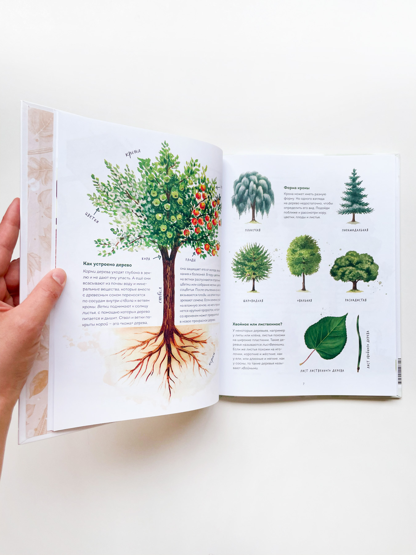 Мой гербарий. Листья деревьев - Image 2