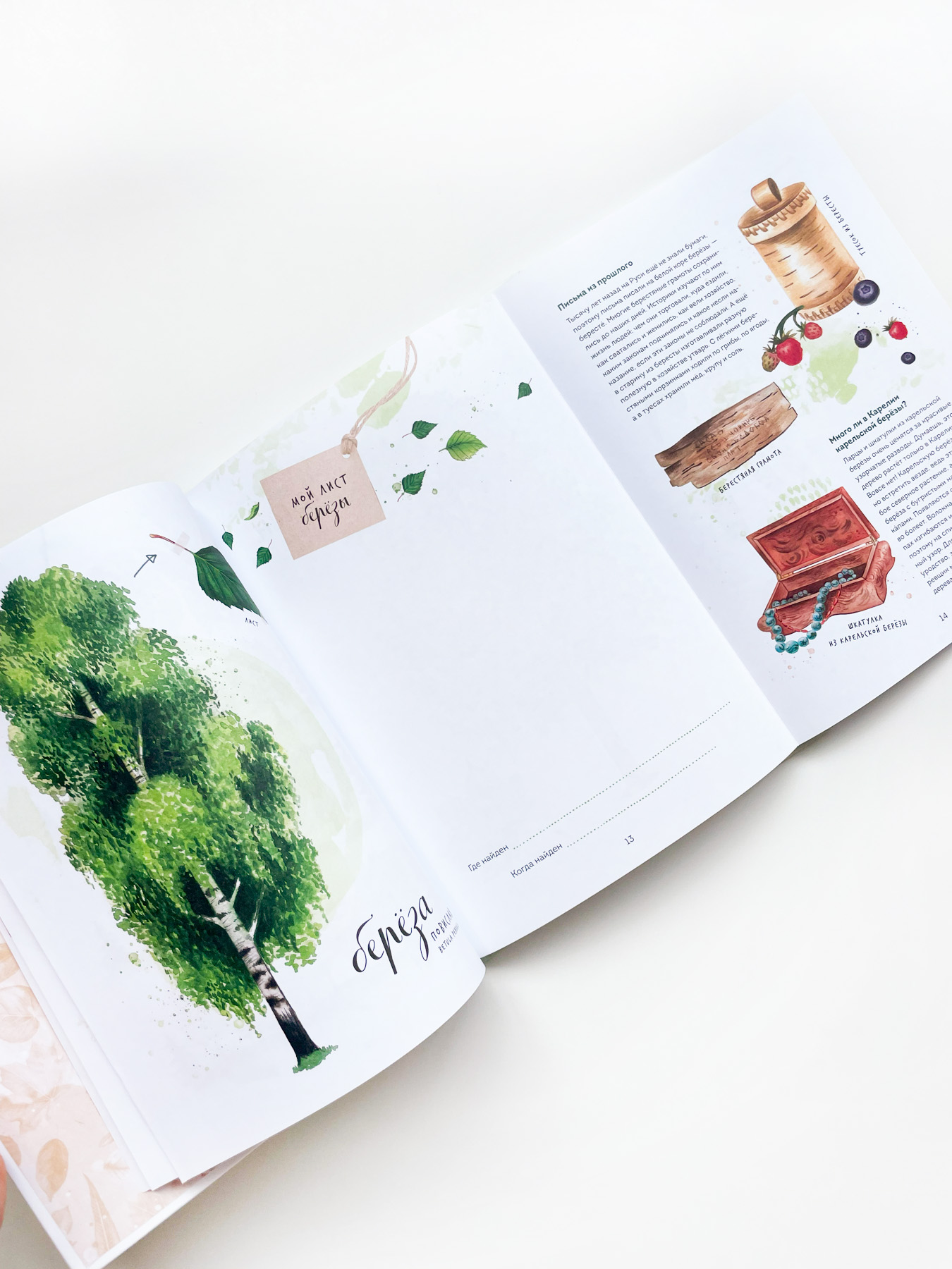 Мой гербарий. Листья деревьев - Image 5