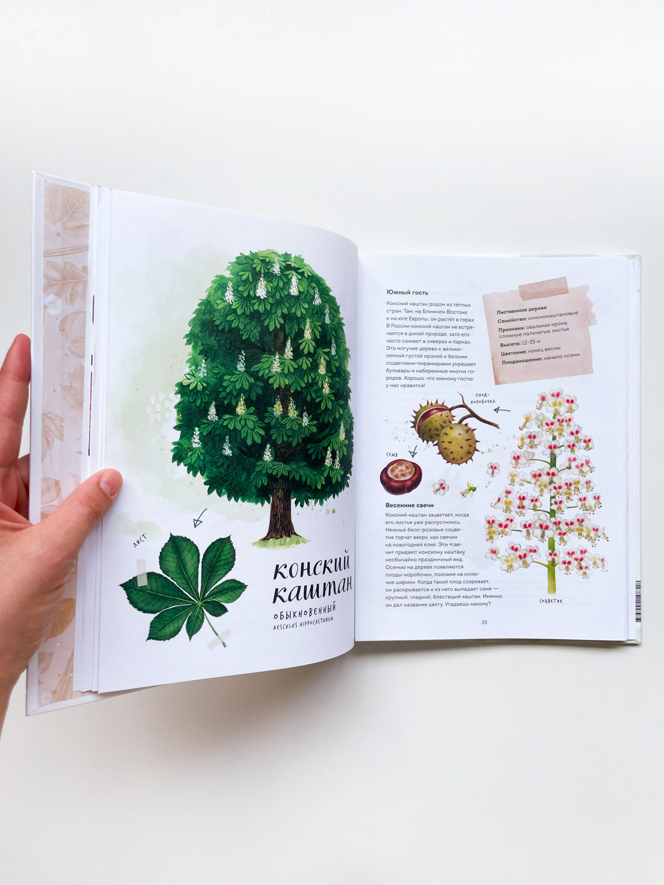 Мой гербарий. Листья деревьев - Image 4