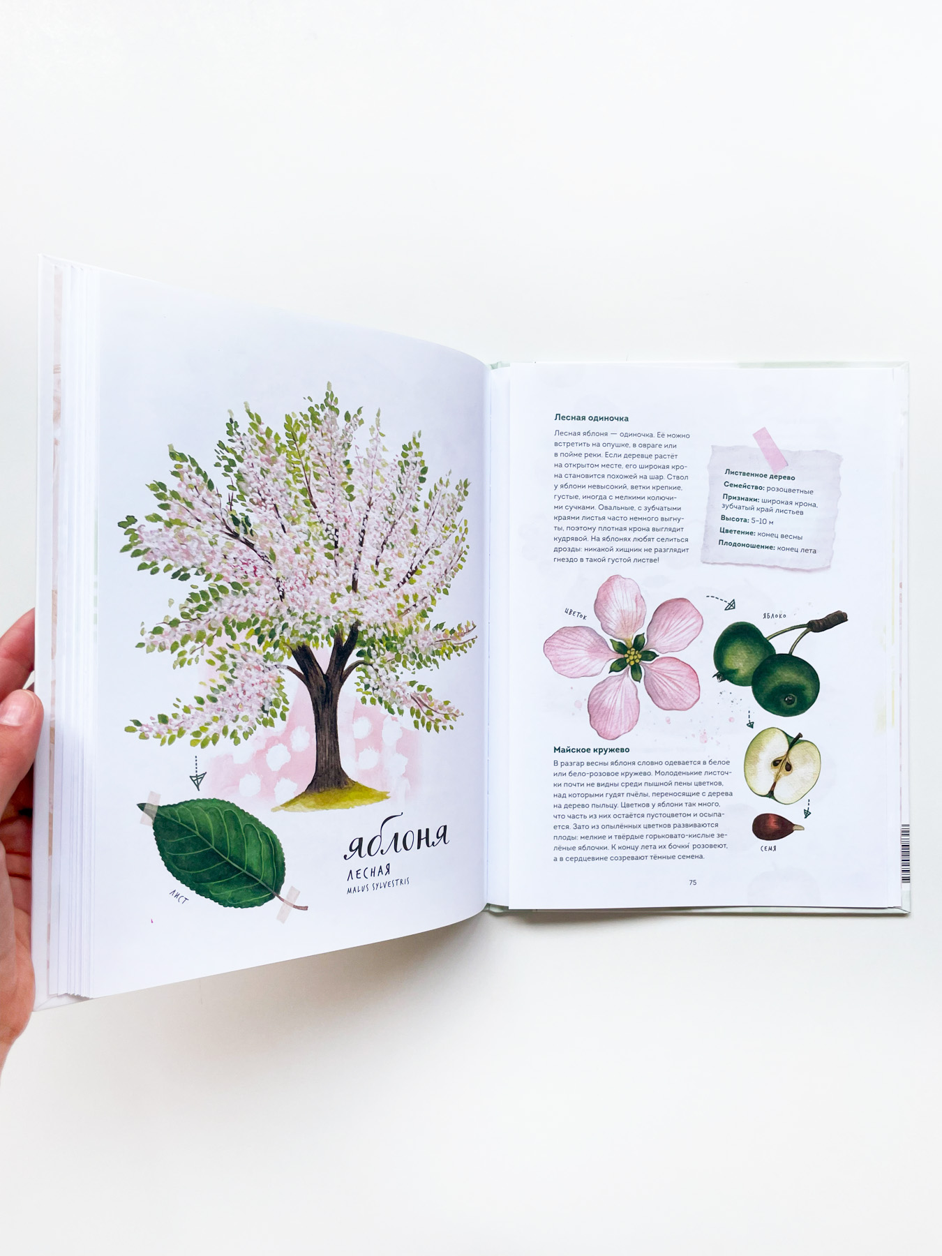 Мой гербарий. Листья деревьев - Image 3