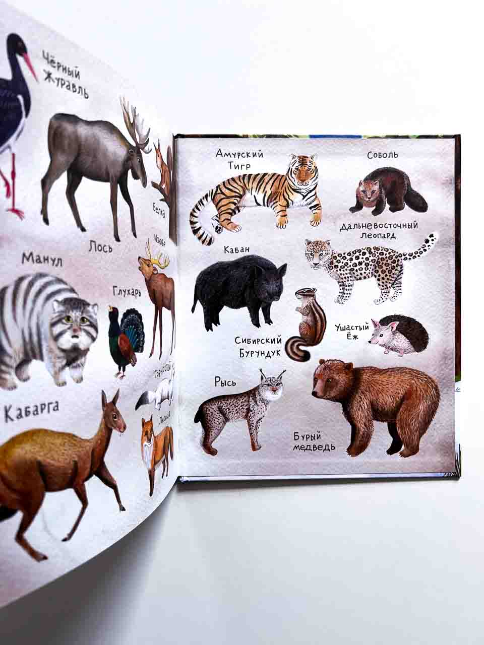 Мишки ведут расследование. Чёрный Нос и загадочные следы - Image 2