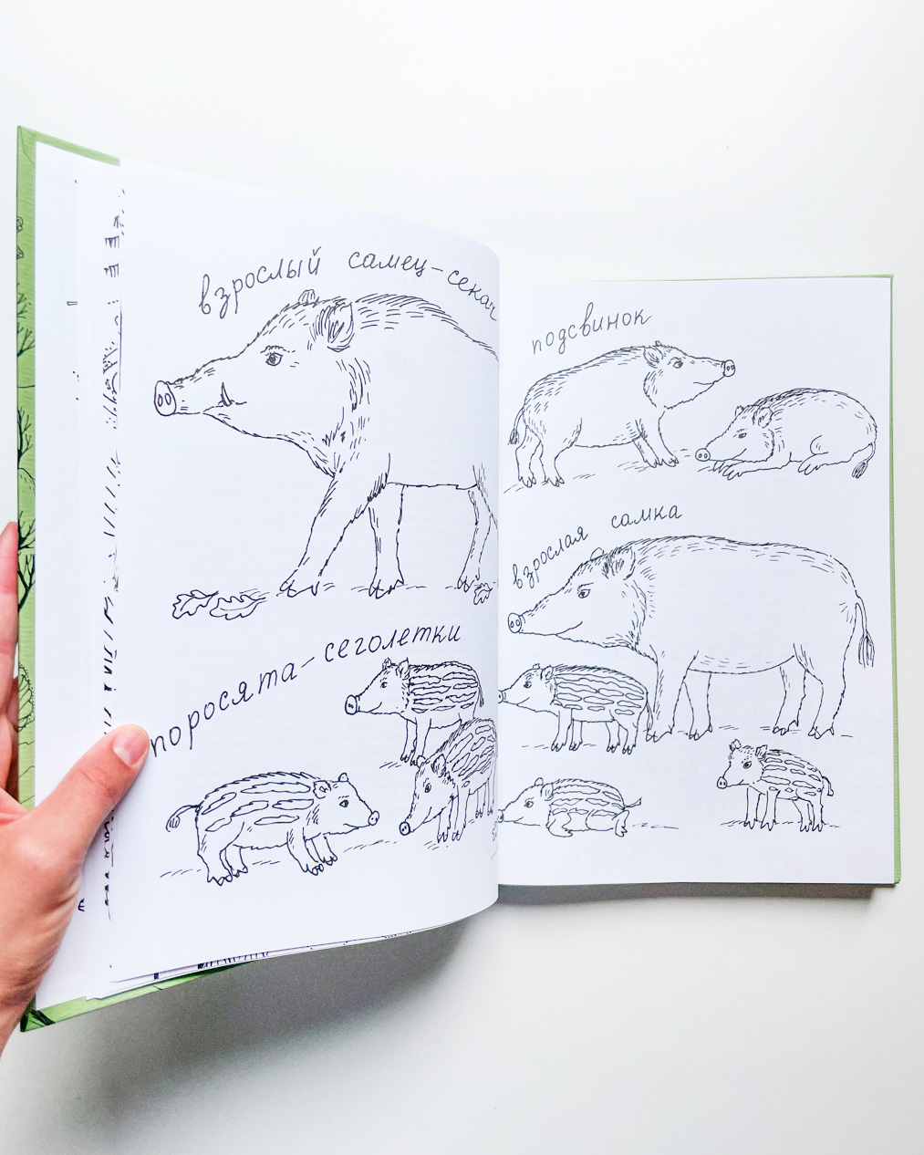 Про кабанов, бобров и выхухолей - Image 7